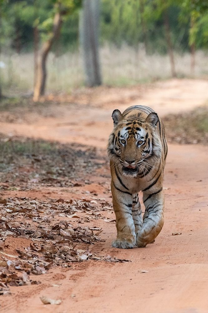 India-Madhya Pradesh-Bandhavgarh National Park Bengal tiger-endangered species art print by Cindy Miller Hopkins for $57.95 CAD